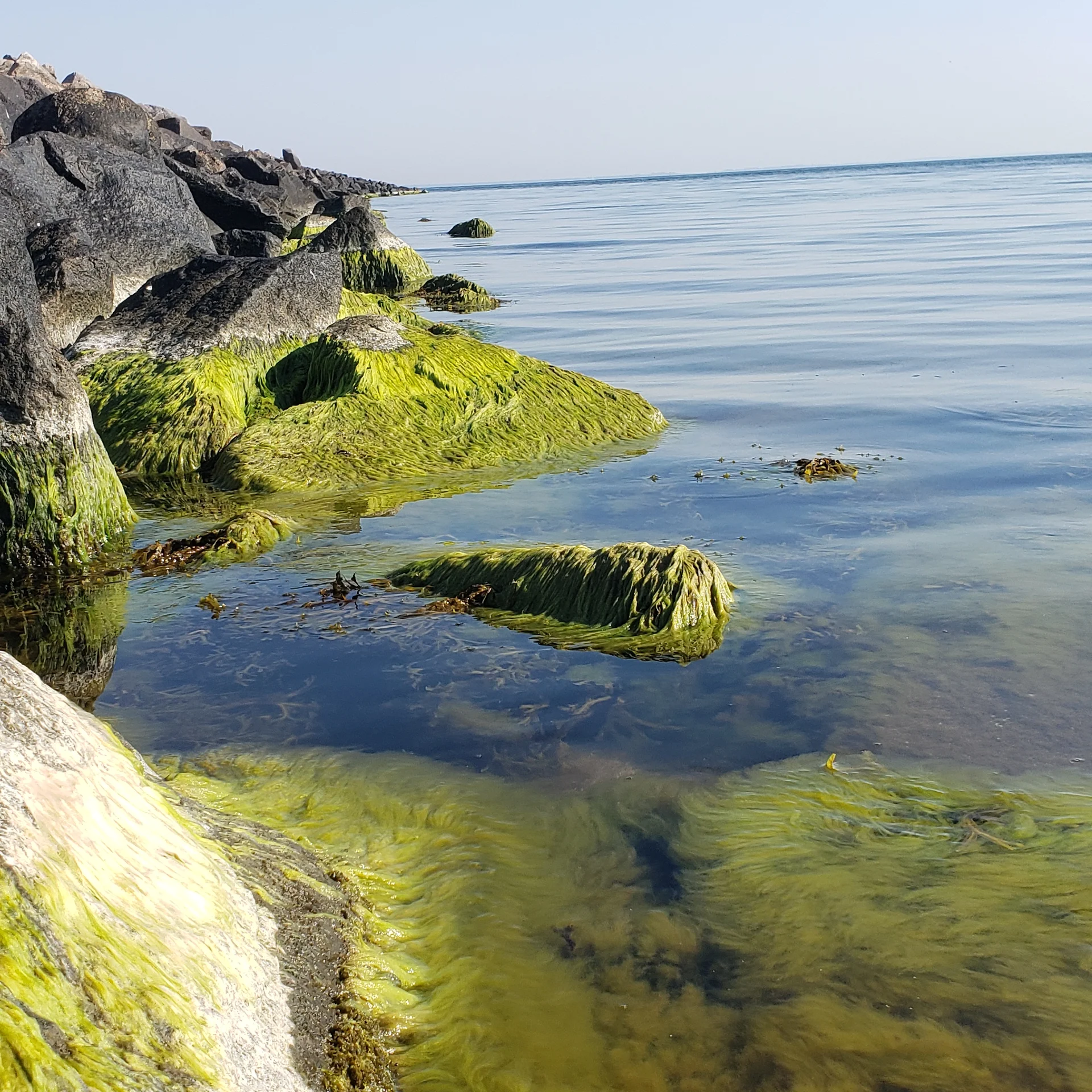 Grüne Küstensteine im ruhigen Wasser